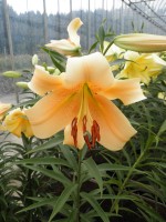 [1739 Eudoxia No01.JPG]